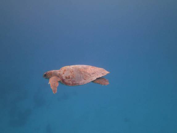 Nadando com uma tartaruga perto de Tobacco Caye, na grande barreira de corais de Belize